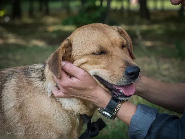 Pies do adopcji, Radom, 23 września 2025 (5/5)
