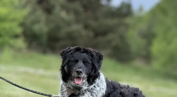 Pies do adopcji, Pieczyska, 15 maja 2025 (1/5)