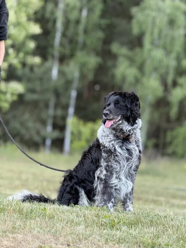 Pies do adopcji, Pieczyska, 15 maja 2025 (2/5)