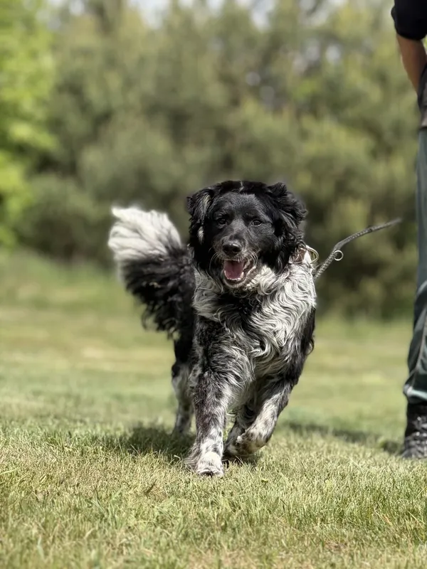 Pies do adopcji, Pieczyska, 15 maja 2025 (3/5)