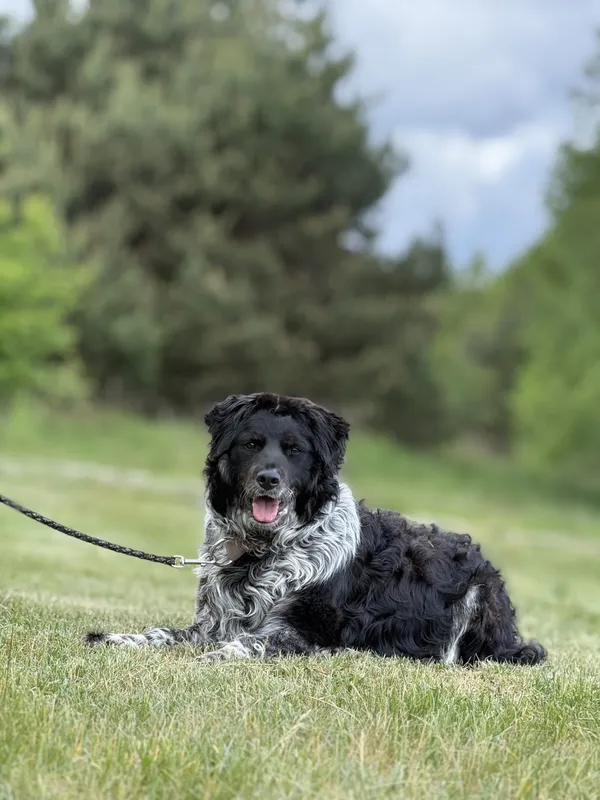 Pies do adopcji, Pieczyska, 15 maja 2025 (4/5)