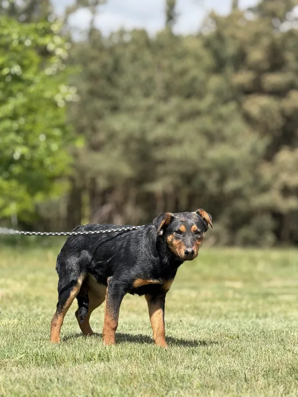 Pies do adopcji, Pieczyska, 15 maja 2025 (4/4)