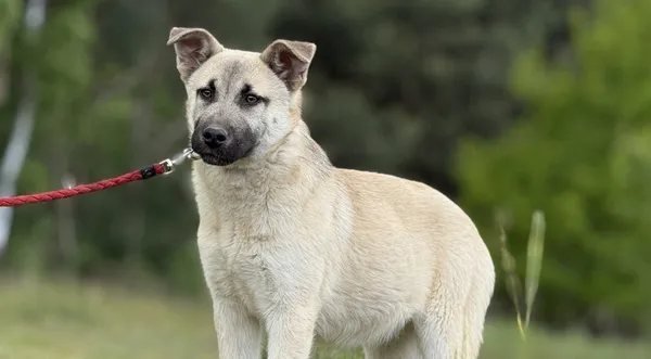 Pies do adopcji, Pieczyska, 15 maja 2025 (1/5)