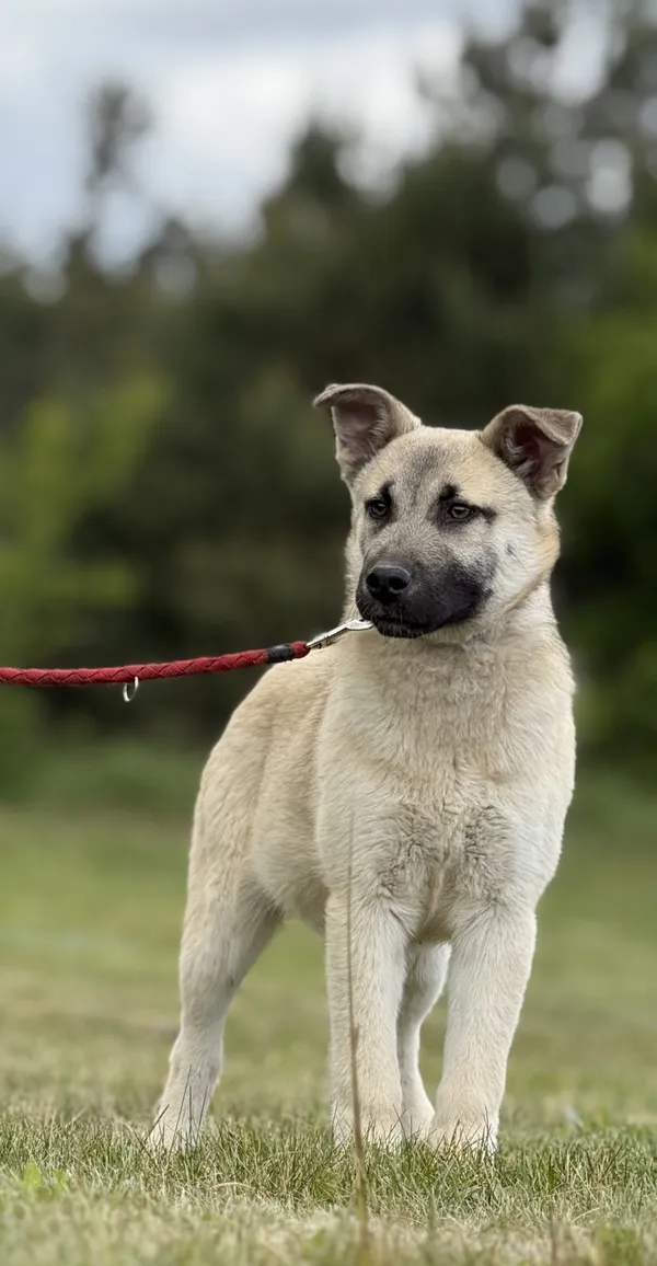 Pies do adopcji, Pieczyska, 15 maja 2025 (3/5)