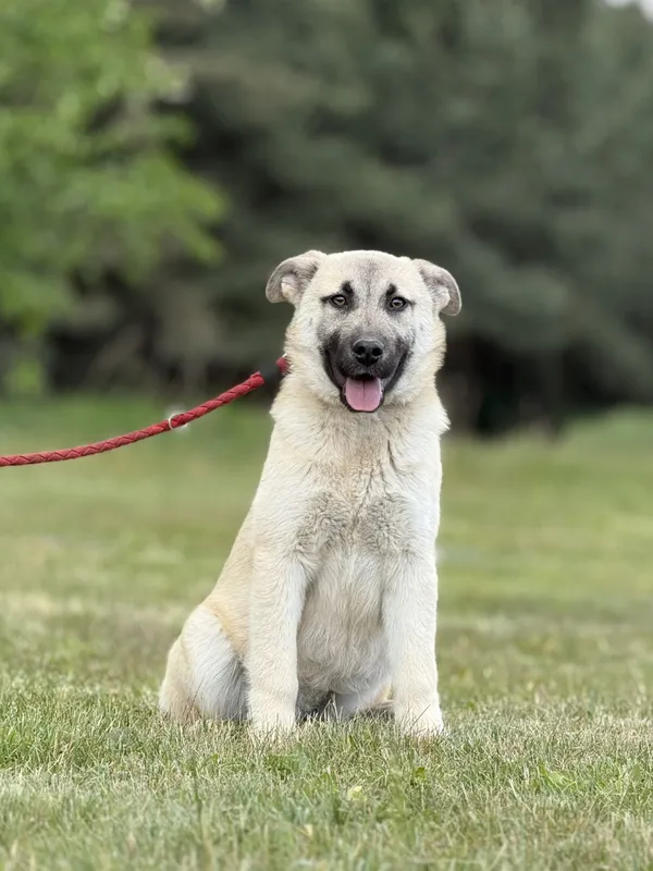 Pies do adopcji, Pieczyska, 15 maja 2025 (5/5)