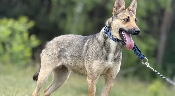 Pies do adopcji, Pieczyska, 15 maja 2025 (1/5)