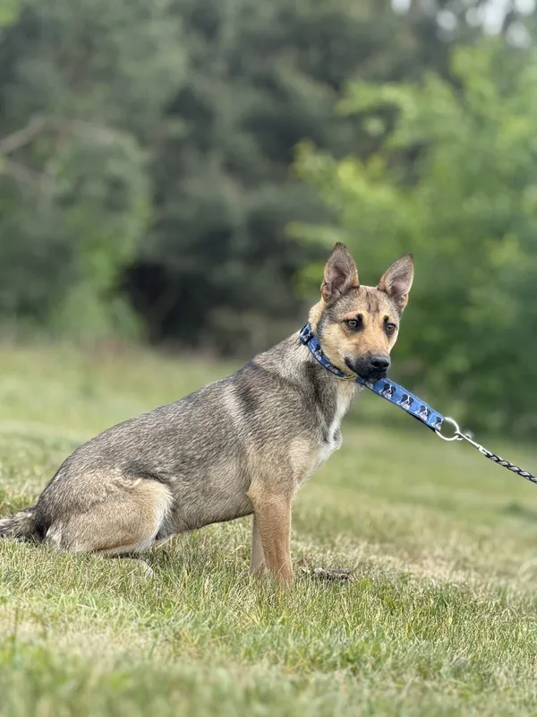 Pies do adopcji, Pieczyska, 15 maja 2025 (3/5)