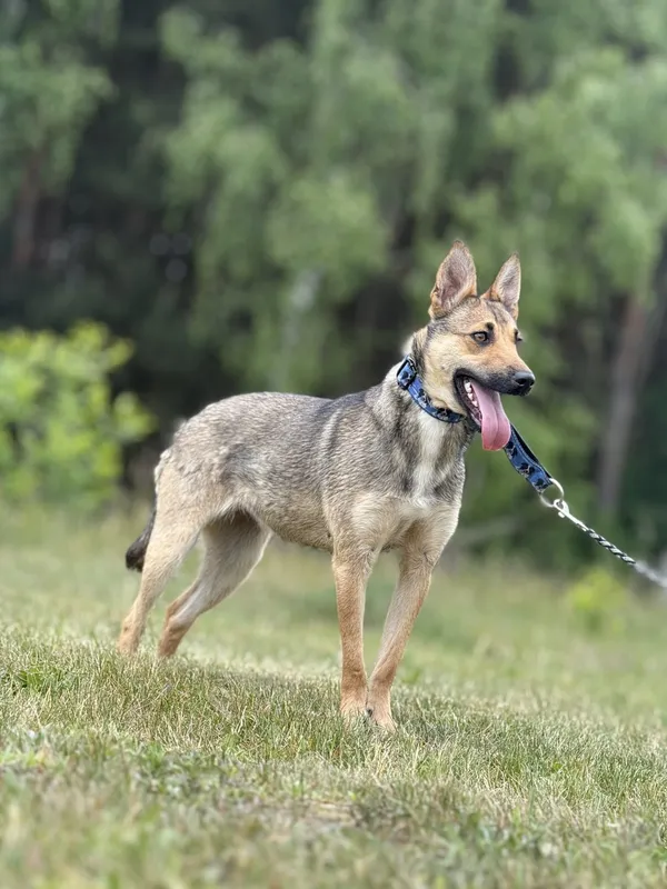 Pies do adopcji, Pieczyska, 15 maja 2025 (4/5)