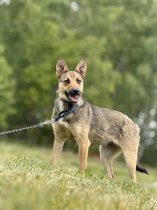 Pies do adopcji, Pieczyska, 15 maja 2025 (5/5)