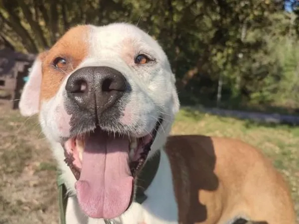 Pies do adopcji, Tatary, 25 lipca 2024 (2/4)