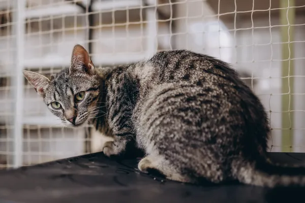 Kot do adopcji, Sosnowiec, 29 marca 2024 (1/2)