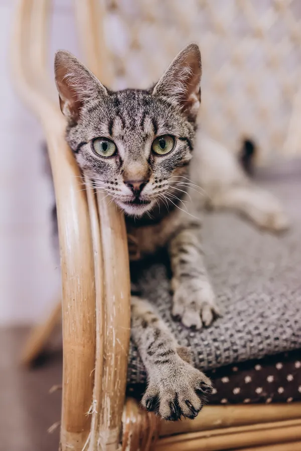 Kot do adopcji, Sosnowiec, 29 marca 2024 (2/2)