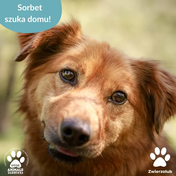 Pies do adopcji, Dąbrówka, 16 maja 2025 (1/4)