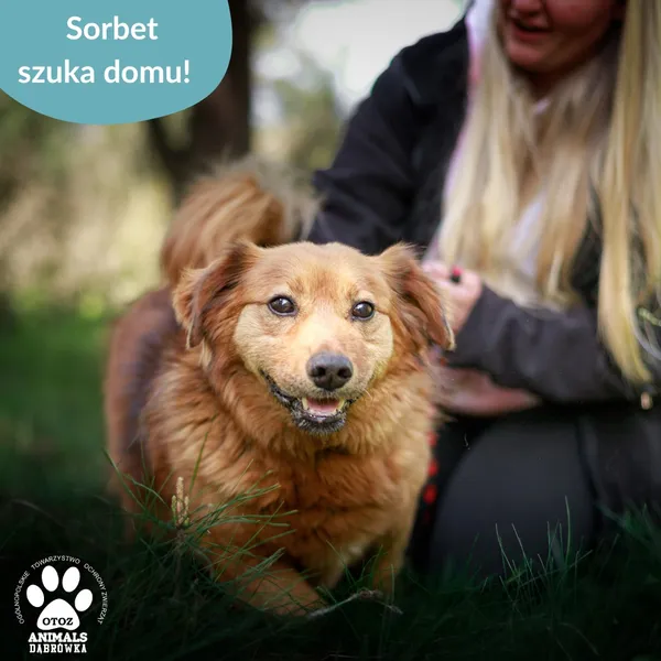 Pies do adopcji, Dąbrówka, 16 maja 2025 (2/4)