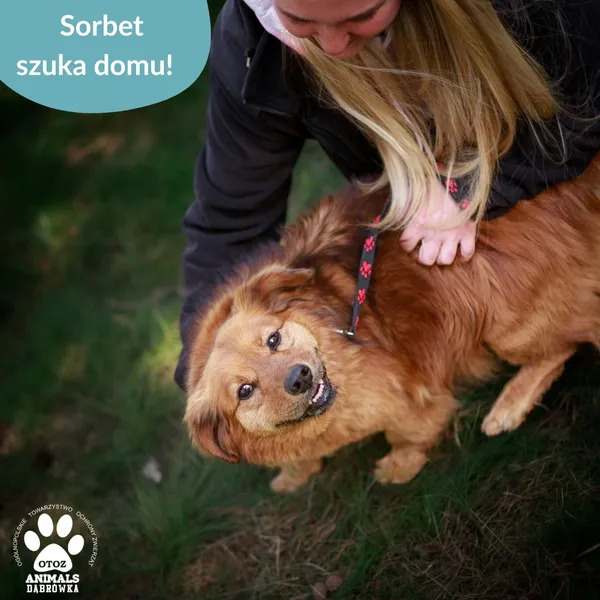 Pies do adopcji, Dąbrówka, 16 maja 2025 (3/4)