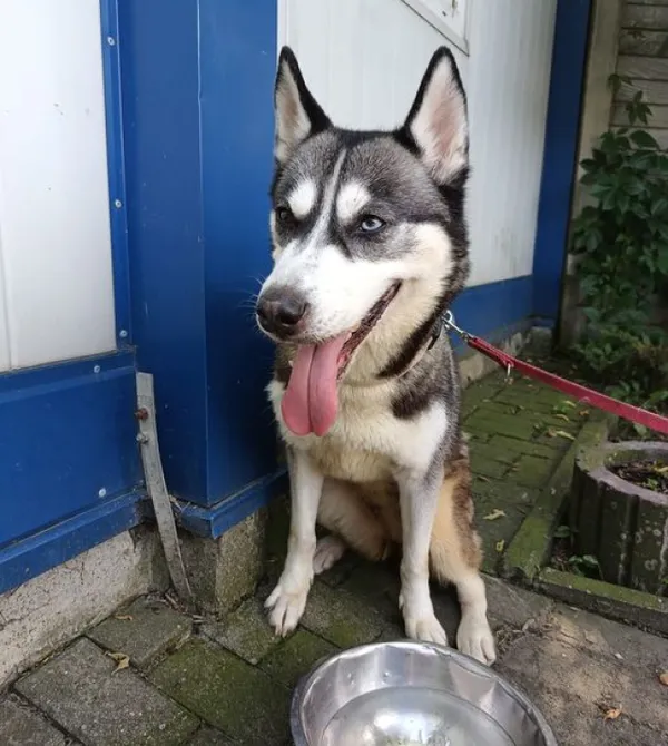 Pies do adopcji, Konin, 5 czerwca 2024 (1/2)