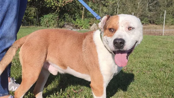 Pies do adopcji, Tatary, 25 lipca 2024 (1/4)