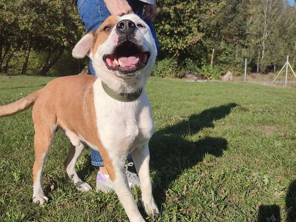 Pies do adopcji, Tatary, 25 lipca 2024 (4/4)