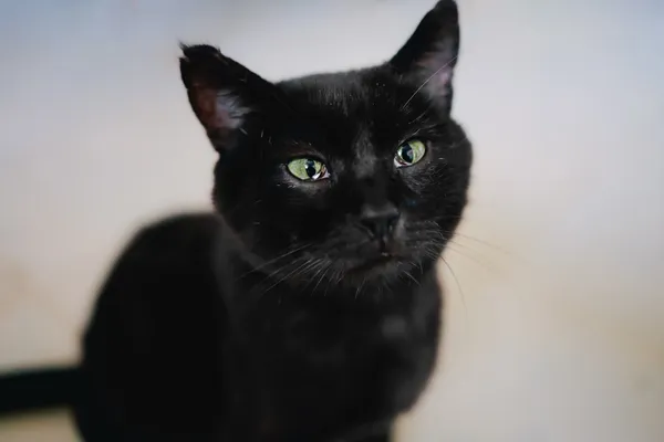 Kot do adopcji, Sosnowiec, 30 czerwca 2024