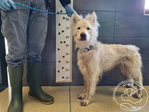 Znaleziono psa, Chełmek, 16 maja 2025