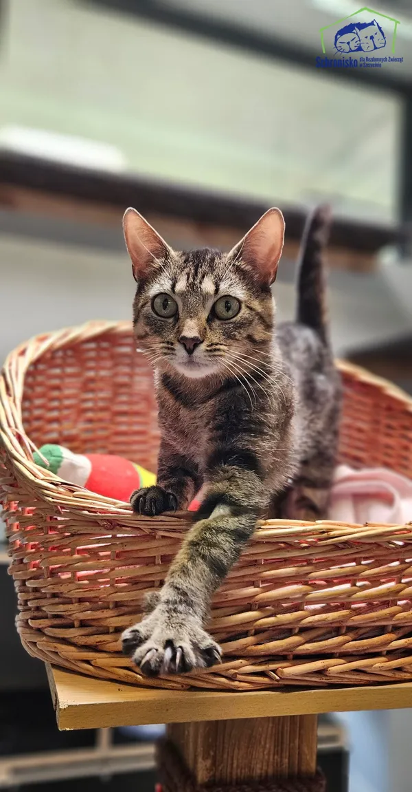 Znaleziono kota, Szczecin, 16 maja 2025 (1/2)