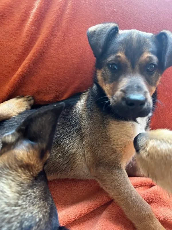 Pies do adopcji, Orzechowce, 15 maja 2025 (1/5)