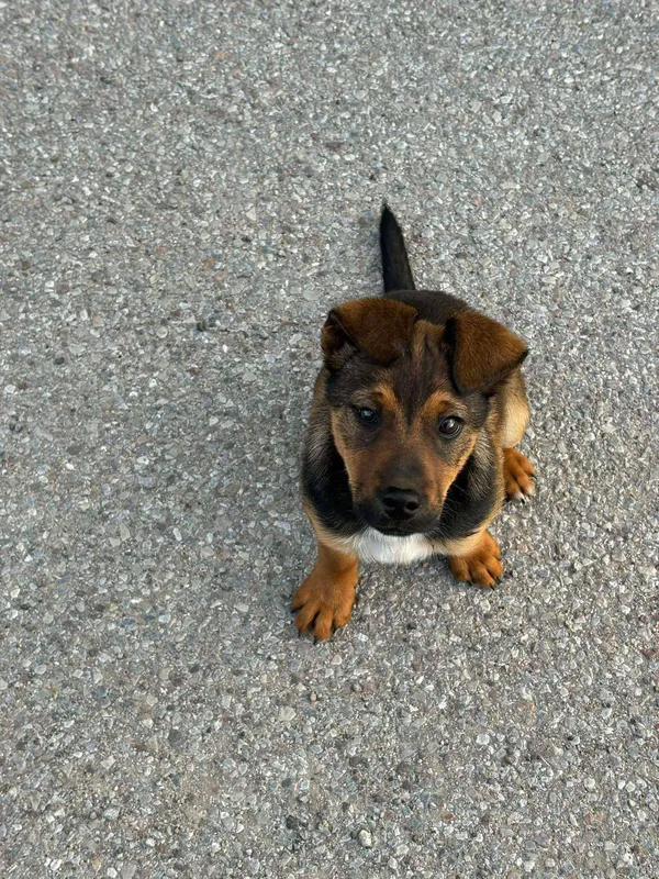 Pies do adopcji, Orzechowce, 15 maja 2025 (2/5)