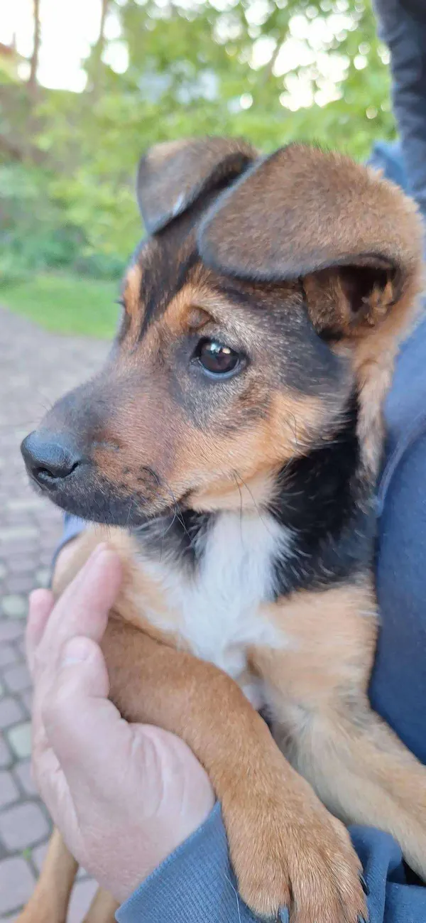 Pies do adopcji, Orzechowce, 15 maja 2025 (3/5)