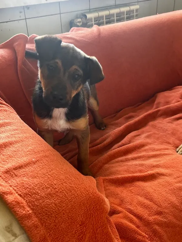 Pies do adopcji, Orzechowce, 15 maja 2025 (5/5)