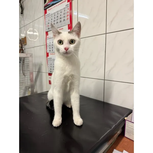 Znaleziono kota, Białystok, 15 maja 2025