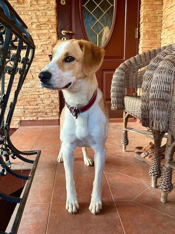 Zaginął pies, Krzemień Pierwszy, 17 maja 2025 (1/2)