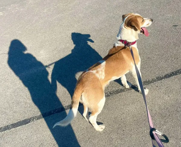 Zaginął pies, Krzemień Pierwszy, 17 maja 2025 (2/2)