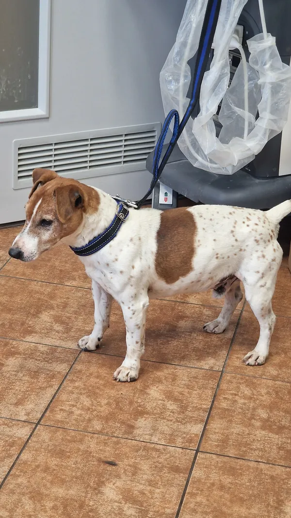 Pies do adopcji, Dobra, 31 marca 2025