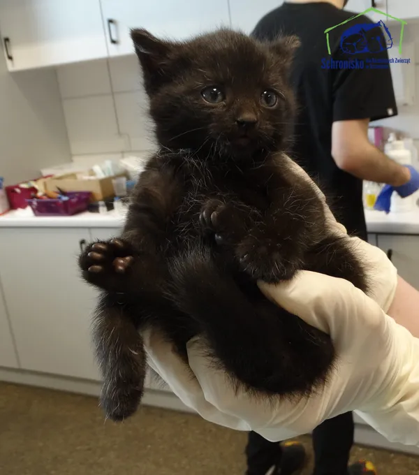 Kot do adopcji, Szczecin, 16 maja 2025