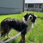 Pies do adopcji