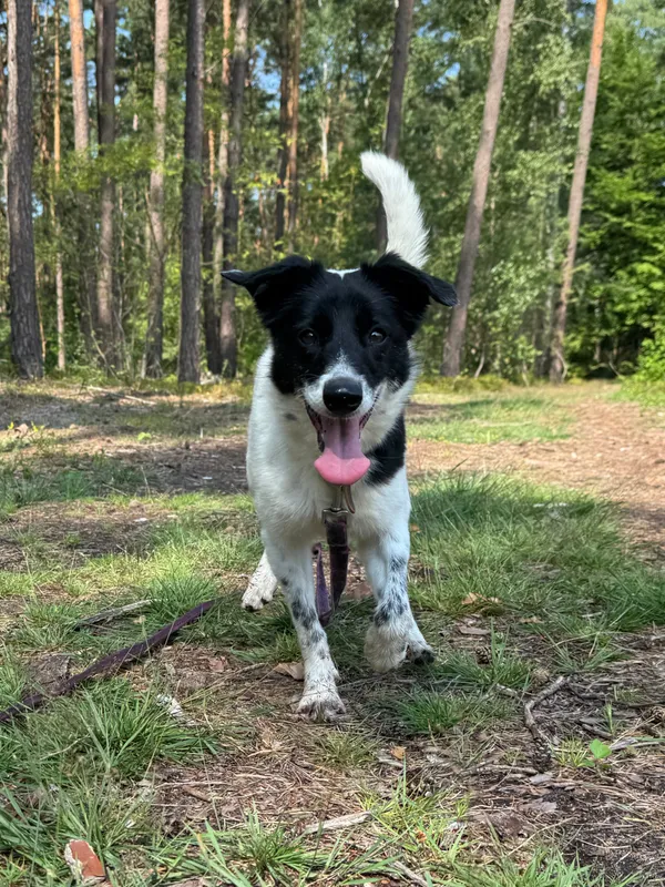 Pies do adopcji, Włocławek, 16 maja 2025 (1/5)