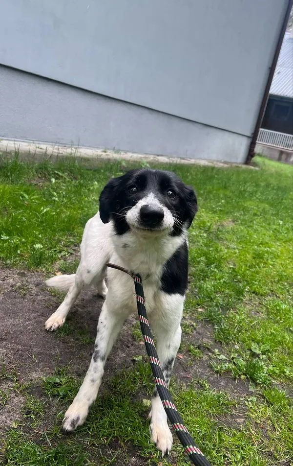 Pies do adopcji, Włocławek, 16 maja 2025 (2/5)