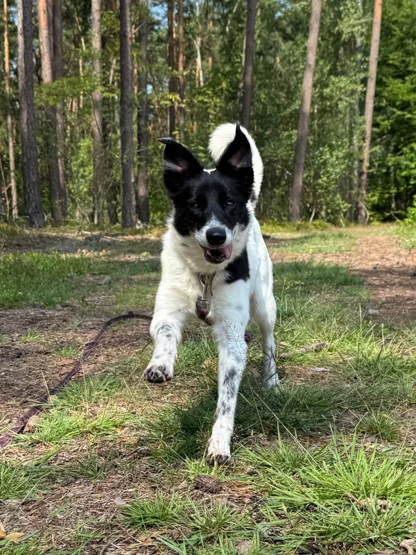 Pies do adopcji, Włocławek, 16 maja 2025 (3/5)