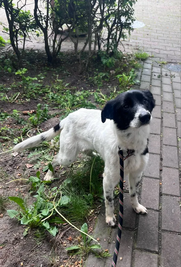 Pies do adopcji, Włocławek, 16 maja 2025 (4/5)