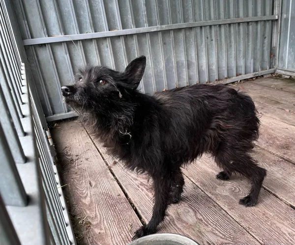 Pies do adopcji, Włocławek, 16 maja 2025