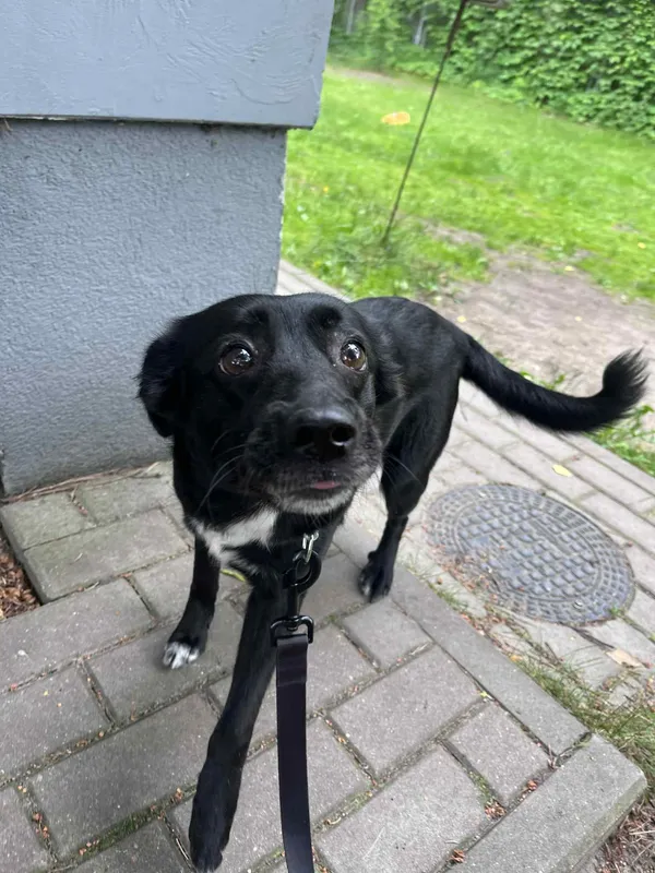 Pies do adopcji, Włocławek, 16 maja 2025 (1/5)