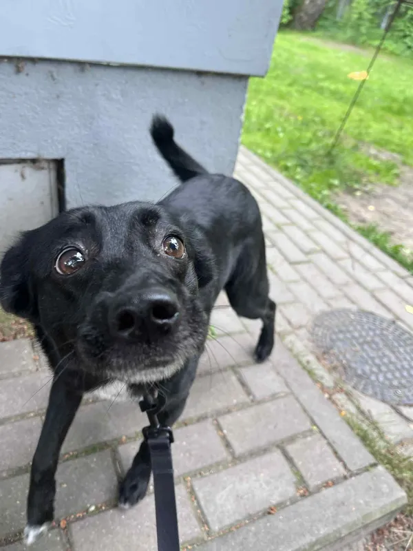 Pies do adopcji, Włocławek, 16 maja 2025 (2/5)