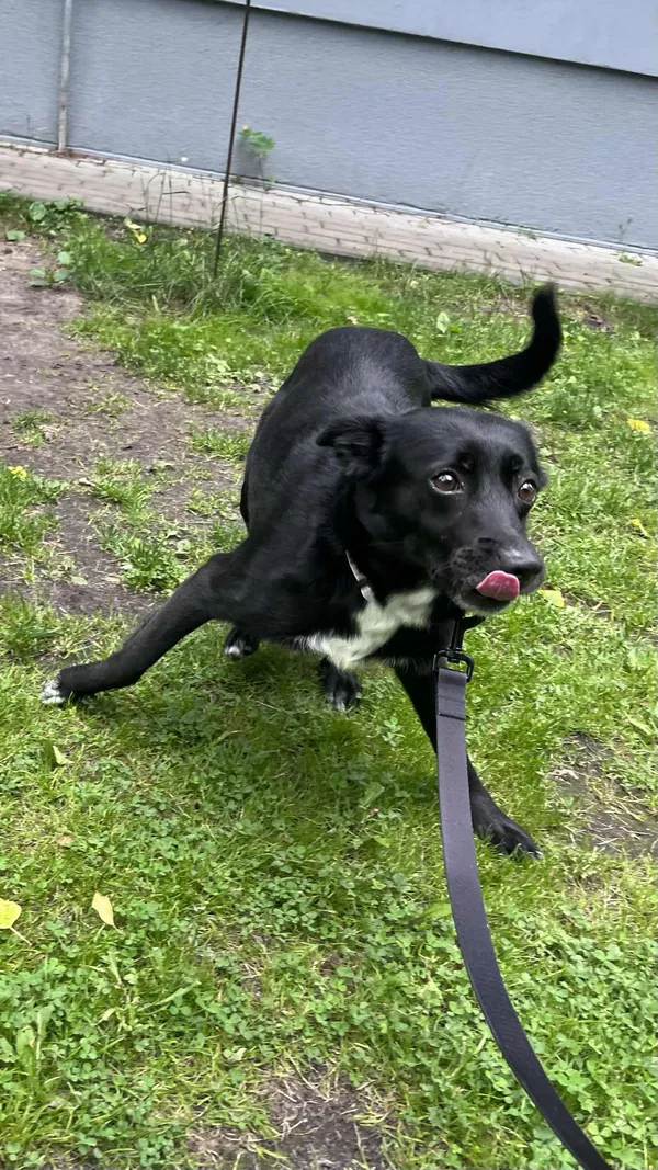 Pies do adopcji, Włocławek, 16 maja 2025 (3/5)