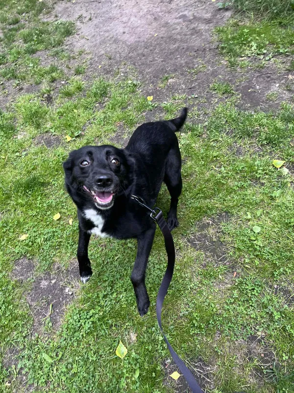 Pies do adopcji, Włocławek, 16 maja 2025 (4/5)