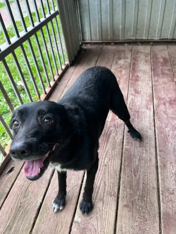 Pies do adopcji, Włocławek, 16 maja 2025 (5/5)