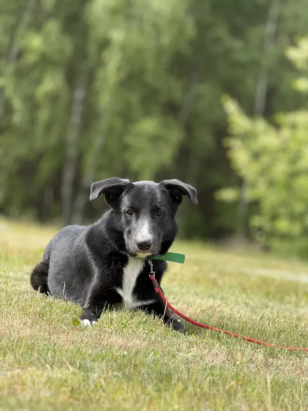 Pies do adopcji, Pieczyska, 16 maja 2025 (3/4)