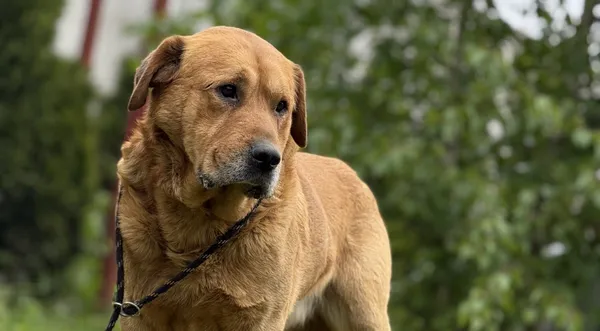 Pies do adopcji, Pieczyska, 16 maja 2025 (1/5)