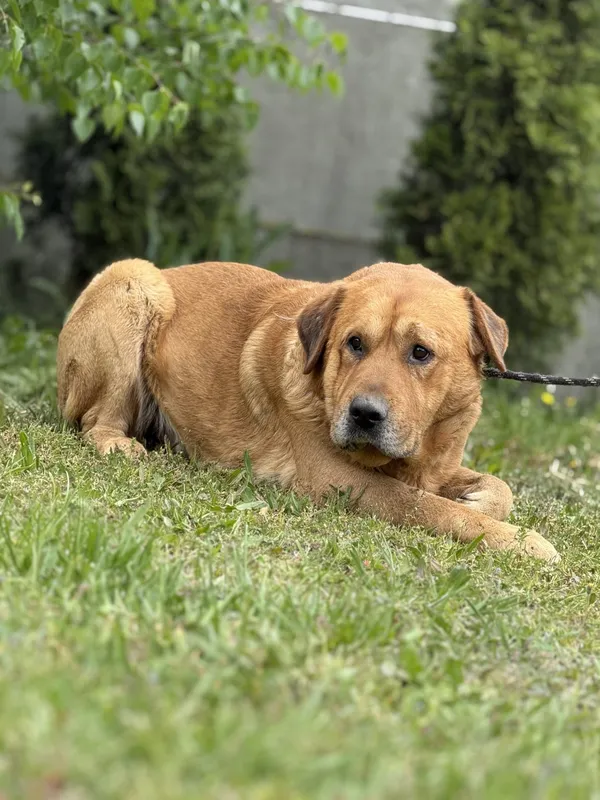 Pies do adopcji, Pieczyska, 16 maja 2025 (2/5)