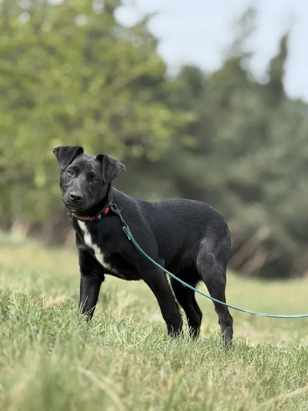 Pies do adopcji, Pieczyska, 16 maja 2025 (3/5)