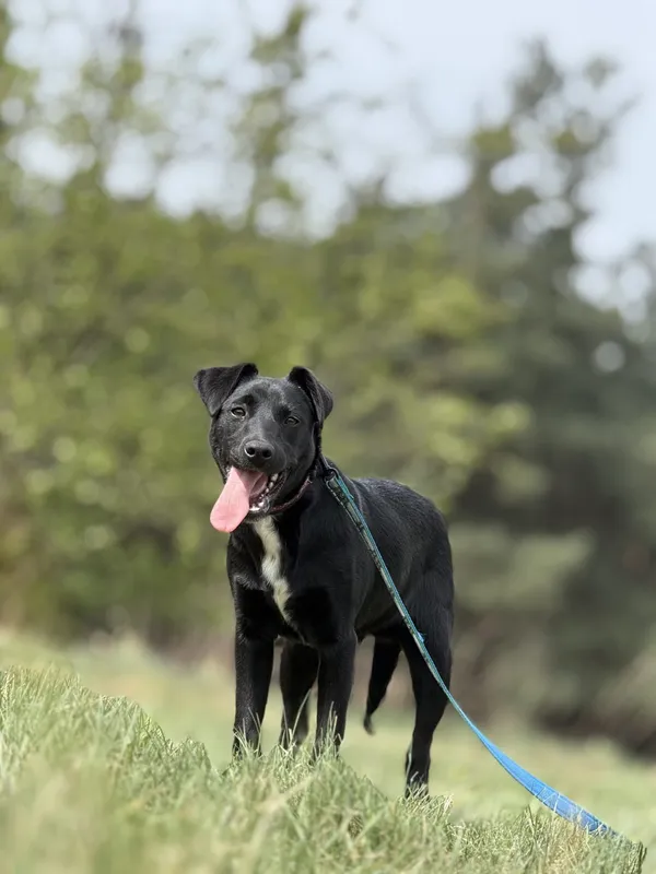 Pies do adopcji, Pieczyska, 16 maja 2025 (4/5)